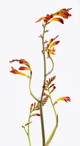 crocosmia x crocosmiiflora amberglow, crocosmia crocosmia x crocosmiiflora amberglow, crocosmia