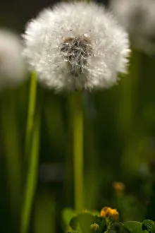 Dandelion clock, Taraxacum officinnale, Side view of single stem growing outdoor Dandelion clock, Taraxacum officinnale, Side view of single stem growing outdoor