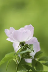 Deciduous Shrub Flowering season Summer Fruiting season Autumn Deciduous Shrub Flowering season Summer Fruiting season Autumn