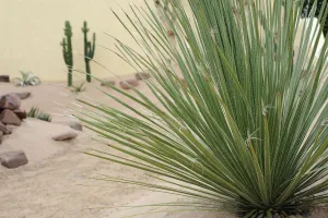 desert spoon, dasylirion wheeleri desert spoon, dasylirion wheeleri