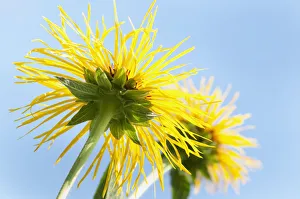 Downy Elecampane, Inula helenium, close view from underneath of a flower showing the Downy Elecampane, Inula helenium, close view from underneath of a flower showing the