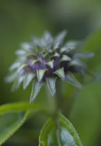 echinacea purpurea, echinacea, purple coneflower, green subject echinacea purpurea, echinacea, purple coneflower, green subject