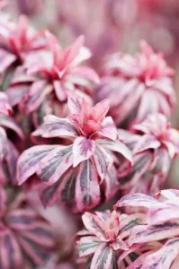 euphorbia amygdaloides frosted flame euphorbia amygdaloides frosted flame