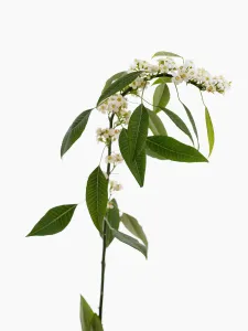euphorbia fulgens white king, euphorbia, spurge euphorbia fulgens white king, euphorbia, spurge