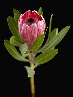 Evergreen Unusual plant Shrub Plant Oleander-leaf Protea Evergreen Unusual plant Shrub Plant Oleander-leaf Protea