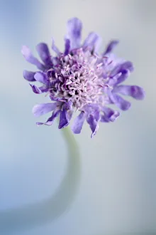 Field scabious, Knautia arvensis, Close front view of one flower Field scabious, Knautia arvensis, Close front view of one flower