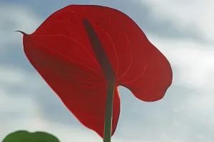 Flamingo Flower Flamingo Flower