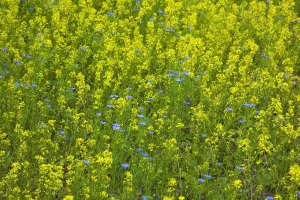 Flax and rape flowers-8168 Flax and rape flowers-8168