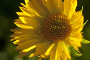 Gaillardia, Close up of yellow coloured flower growing outdoor Gaillardia, Close up of yellow coloured flower growing outdoor