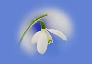 galanthus nivalis, snowdrop galanthus nivalis, snowdrop
