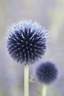 globe thistle, echinops ritro veitchs blue globe thistle, echinops ritro veitchs blue