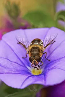 Hoverfly on Convolvulus Sabatius Hoverfly on Convolvulus Sabatius