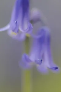 hyacinthoides non-scripta, bluebell, english bluebell hyacinthoides non-scripta, bluebell, english bluebell