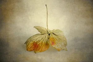 Hydrangea, Hydrangea