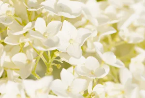 Hydrangea, Hydrangea arborescens Annabelle, Close view of the many small flowers that Hydrangea, Hydrangea arborescens Annabelle, Close view of the many small flowers that