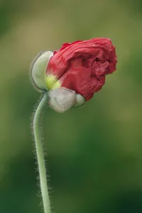 Iceland poppy, Papaver nudicaule Champagne Bubbles, Close side view of the crinkled red Iceland poppy, Papaver nudicaule Champagne Bubbles, Close side view of the crinkled red