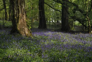 ireland, county roscommon, boyle, lough key forest park field of bluebells ireland, county roscommon, boyle, lough key forest park field of bluebells