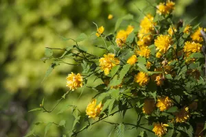 Kerria, Kerria japaonica Pleniflora, Yellow coloured flower growing outdoor Kerria, Kerria japaonica Pleniflora, Yellow coloured flower growing outdoor