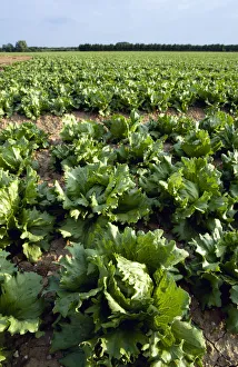 lactuca sativa cultivar, lettuce, variety not identified, green subject lactuca sativa cultivar, lettuce, variety not identified, green subject