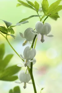 Lamprocapnos spectabilis Alba Lamprocapnos spectabilis Alba