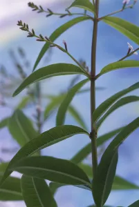 Lemon verbena, Aloysia triphylla, Close up side view of foliage Lemon verbena, Aloysia triphylla, Close up side view of foliage