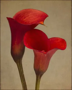 Lily, Calla lily, Zantedeschia rehmannii Mango Lily, Calla lily, Zantedeschia rehmannii Mango