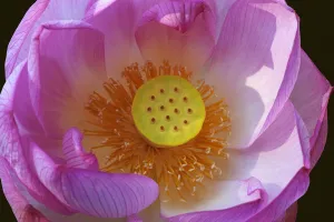 Lotus, Sacred lotus, Nelumbo nucifera, Close up of pink coloured flower growing outdoor showing stamen Lotus, Sacred lotus, Nelumbo nucifera, Close up of pink coloured flower growing outdoor showing stamen