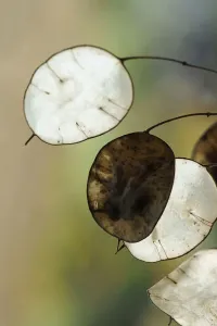 Lunaria Annua Seed Pods Lunaria Annua Seed Pods