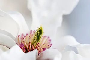 magnolia, magnolia salicifolia var. concolor magnolia, magnolia salicifolia var. concolor