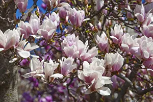 Magnolia, Magnolia x soulangeana Alba Superba, Pink blossoms growing outdoor on tree Magnolia, Magnolia x soulangeana Alba Superba, Pink blossoms growing outdoor on tree