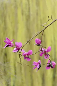 magnolia sprengeri magnolia sprengeri