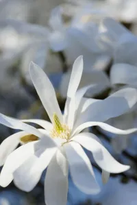 Magnolia stellata Magnolia stellata