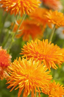 Marigold, Calendula officinalis Porcupine, Several spikey orange flowers Marigold, Calendula officinalis Porcupine, Several spikey orange flowers