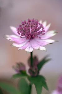 Masterwort, Astrantia major Roma, One flower fully open showing pale pink streaked Masterwort, Astrantia major Roma, One flower fully open showing pale pink streaked
