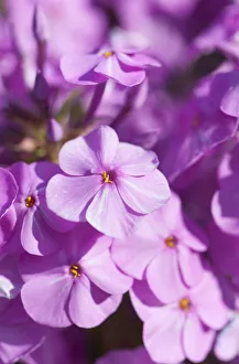 Meadow phlox, Phlox maculata Alpha, close view of the five petalled flowers Meadow phlox, Phlox maculata Alpha, close view of the five petalled flowers