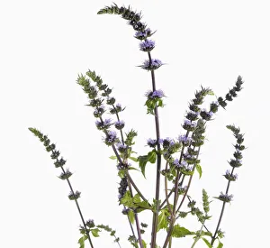 mentha spicata purple sensation, mint, spearmint mentha spicata purple sensation, mint, spearmint