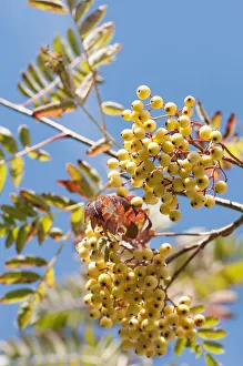 Mountain ash, Sorbus Joseph Rock, Clusters of the creamy yellow berries Mountain ash, Sorbus Joseph Rock, Clusters of the creamy yellow berries