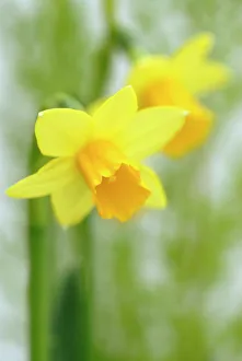 narcissus february gold narcissus yellow subject