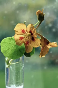 Nasturtium Nasturtium