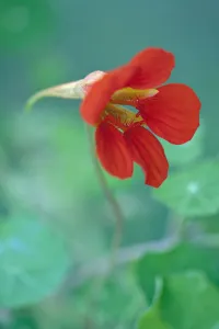 Nasturtium, Tropaeolum majus Trailing Mixed, Close view of one scarlet red flower Nasturtium, Tropaeolum majus Trailing Mixed, Close view of one scarlet red flower