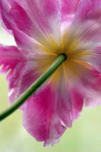 Parrot Tulip Parrot Tulip
