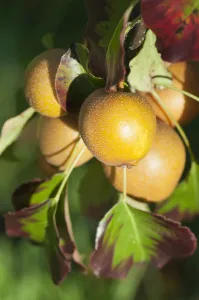 Pear, Nashi Pear, Pyrus pyrifolia, Close view of the golden rounded fruits growing on the Pear, Nashi Pear, Pyrus pyrifolia, Close view of the golden rounded fruits growing on the