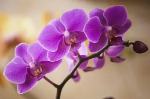 phalaenopsis wedding promenade oriental star, orchid, moth orchid, pink subject phalaenopsis wedding promenade oriental star, orchid, moth orchid, pink subject