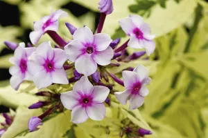 Phlox Phlox