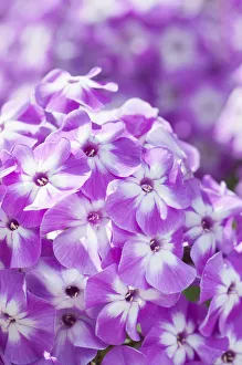 Phlox, Perennial phlox, Phlox paniculata Prospero, A cluster of the small lilac with Phlox, Perennial phlox, Phlox paniculata Prospero, A cluster of the small lilac with