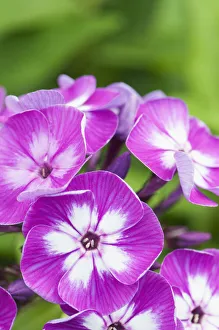 Phlox, Perennial phlox, Phlox paniculata Uspekh, Close view of the clusters of pink Phlox, Perennial phlox, Phlox paniculata Uspekh, Close view of the clusters of pink