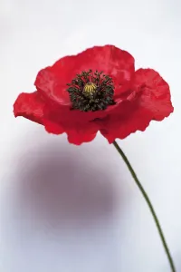 Poppy, Papaver rhoeas Flaunders, Side view of a red poppy with black stamens on a thin Poppy, Papaver rhoeas Flaunders, Side view of a red poppy with black stamens on a thin