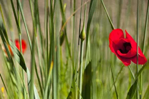 Poppy, Papaver, Single red flower growing outdoor among green foliage Poppy, Papaver, Single red flower growing outdoor among green foliage