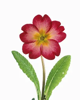 primula joker series primula primrose pink subject white background