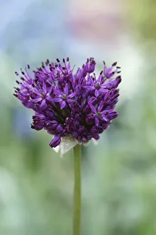 Purple Allium Purple Allium